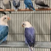 牡丹鸚鵡產銷平台
