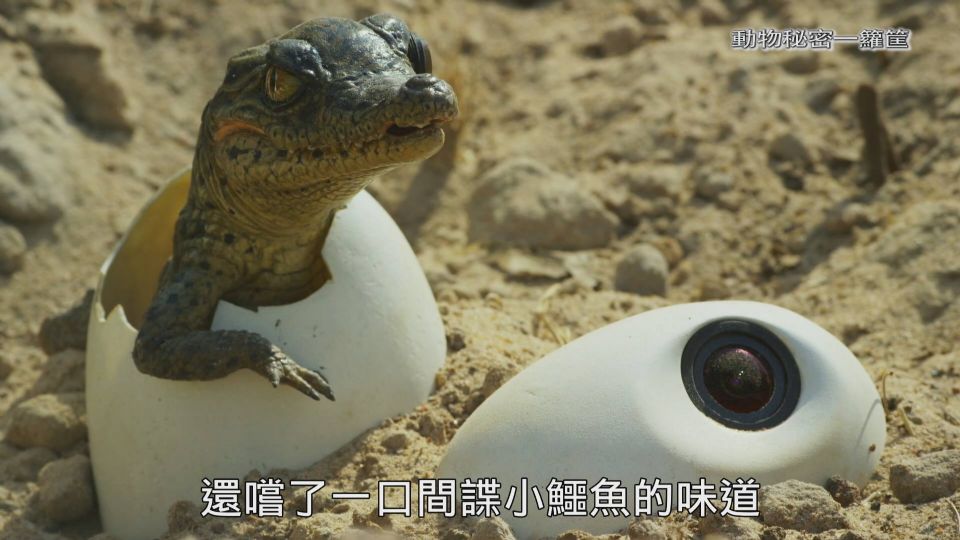 圖片來源：FB@公視 生態全紀錄