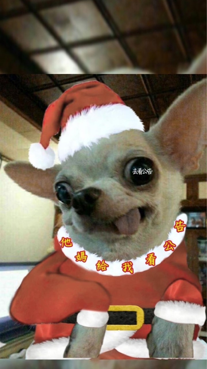 母胎單身狗俱樂部