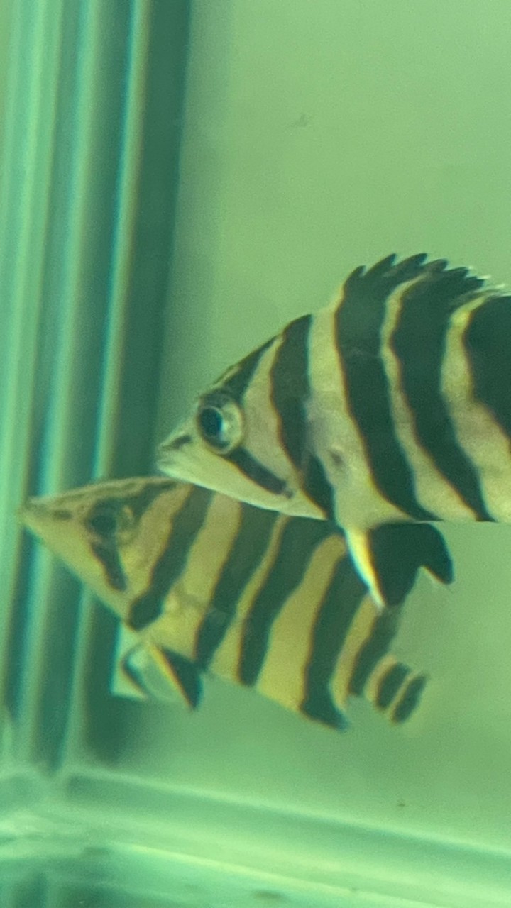 煌辰水族🐠