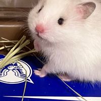 シリアン/ゴールデンハムスターLOVE♡繁殖・遺伝子メイン♡