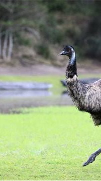 S527 emu
