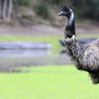 S527 emu