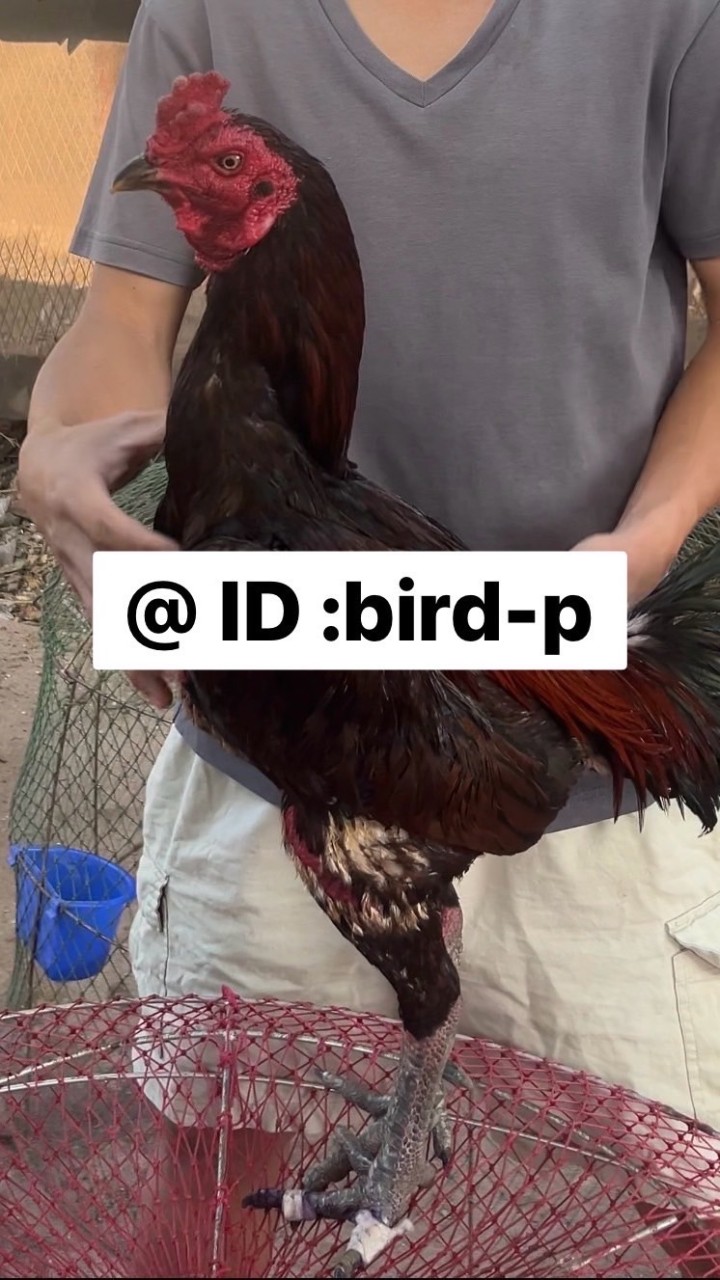 KTC ฟาร์ม ไก่ชน
