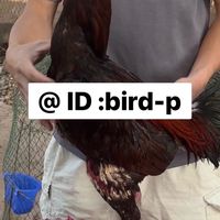 KTC ฟาร์ม ไก่ชน