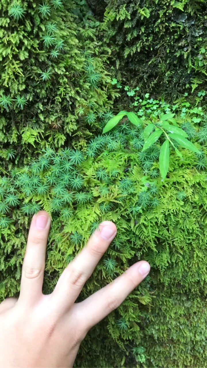 塊根植物、着生植物、食虫植物など植物が好きな方チャット