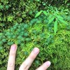 塊根植物、着生植物、食虫植物など植物が好きな方チャット