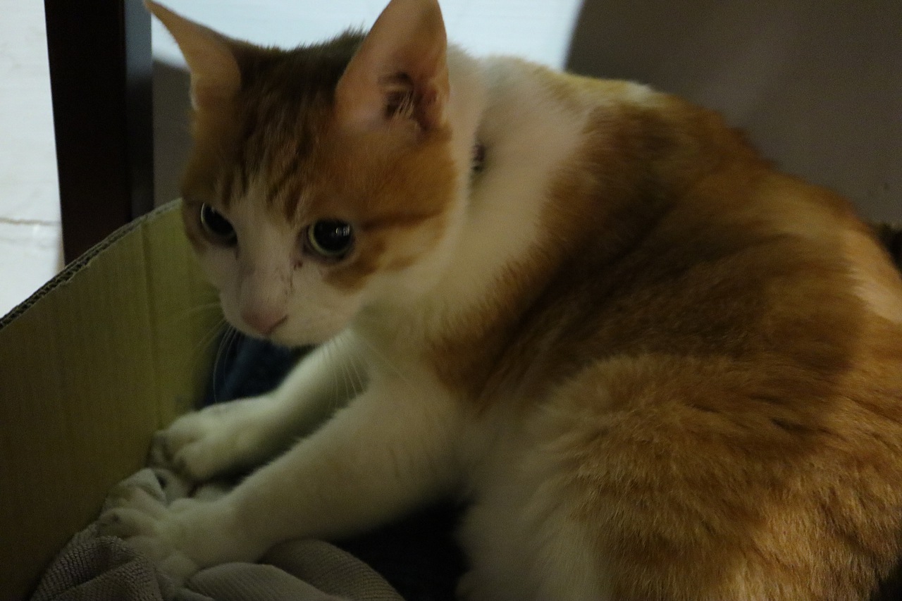 它會是年度最佳 Vlog 相機嗎？Canon EOS M50 評測