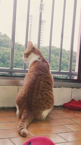 ทาสแมว
