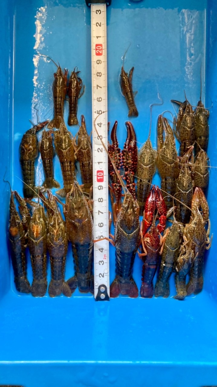 外来生物駆除委員会情報交換局