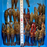 外来生物駆除委員会情報交換局