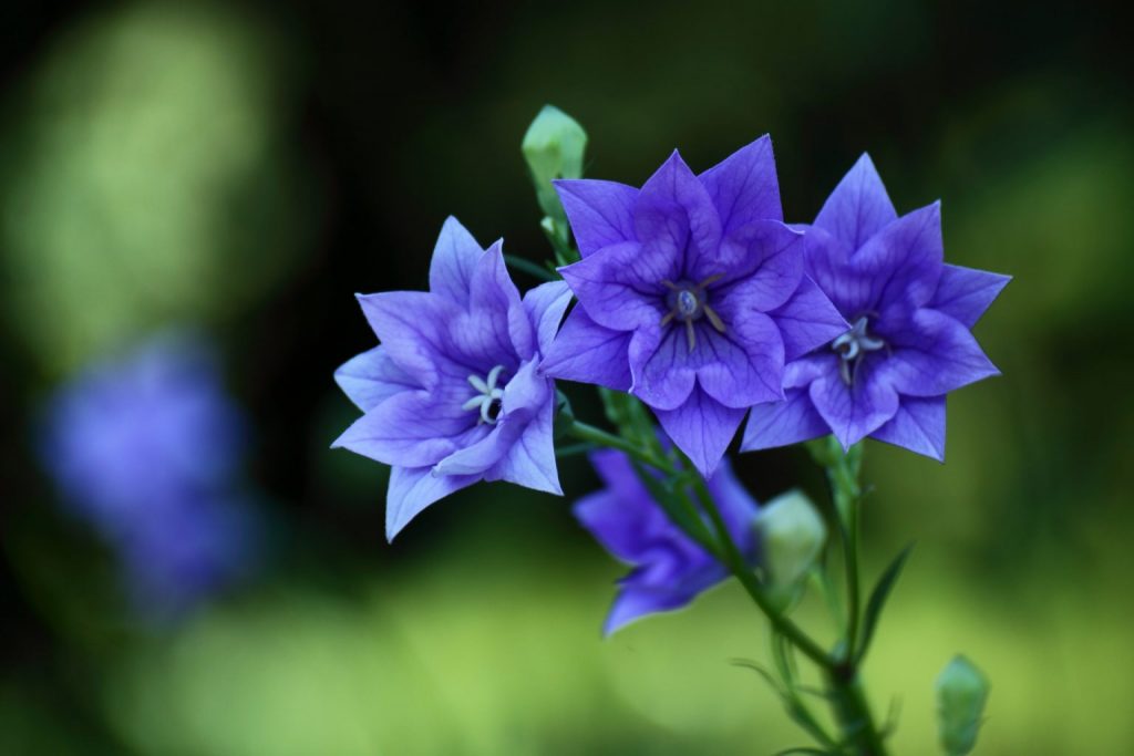 新年號「令和」出自萬葉集，萬葉集是一本怎樣的書呢？