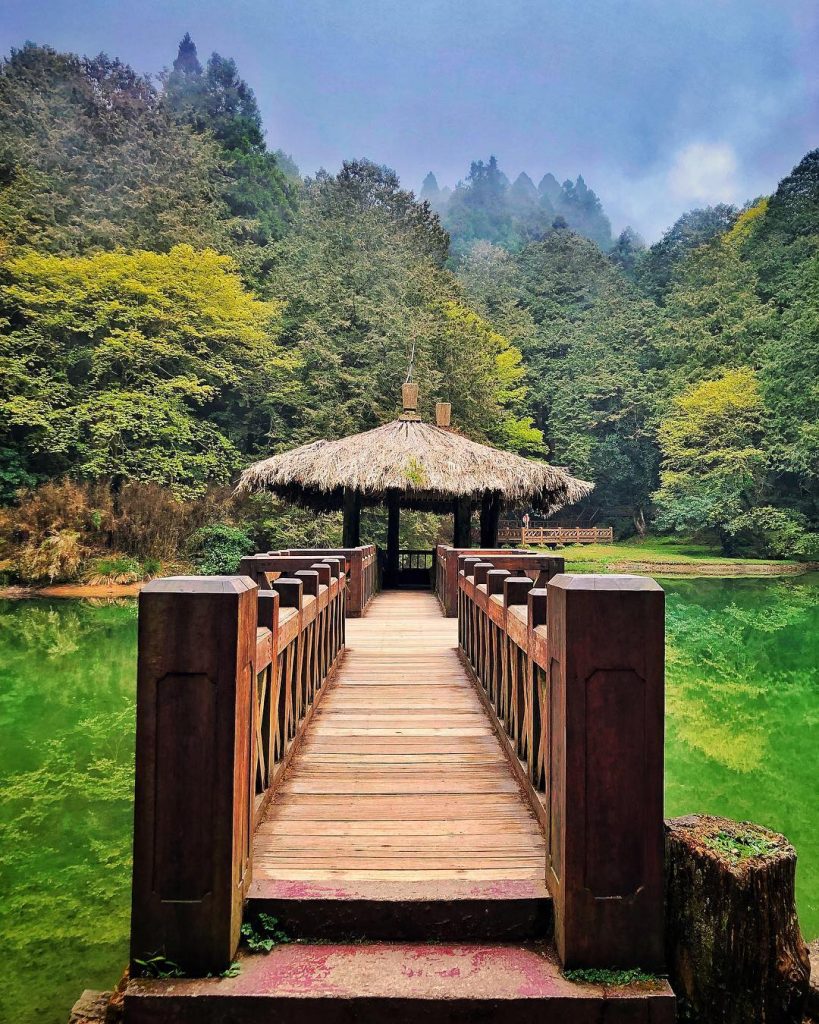 2021阿里山櫻花季｜阿里山櫻花｜嘉義景點｜嘉義阿里山｜阿里山賞櫻