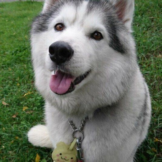 食べ物の名前が多数ランクイン メス犬の名前ランキング いぬのきもちnews