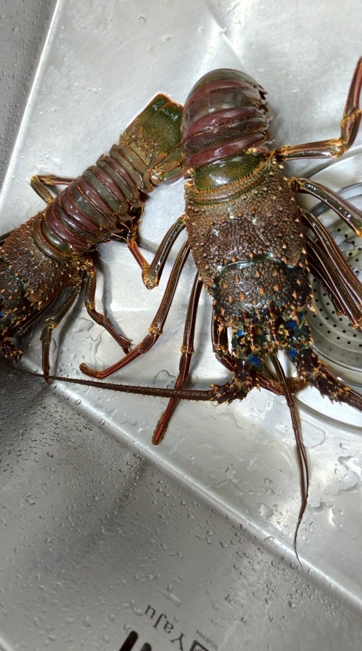 OLY-鐵軍~學習之路