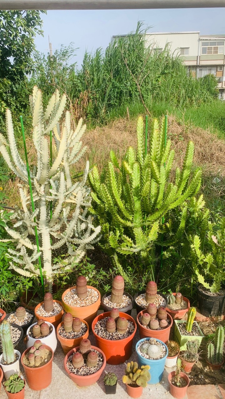 新手～仙人掌🌵🌵樂園