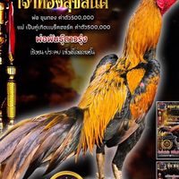 DM Farm ป่าก๋อยแข้งรัวหลัง