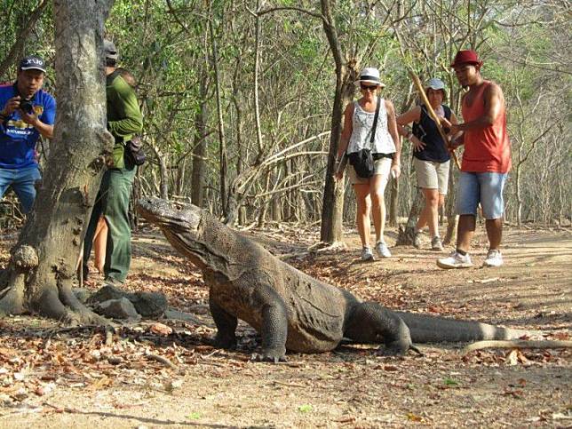 Mengapa Komodo Hanya Ada di Pulau Komodo Inilah Jawaban Ilmiahnya 