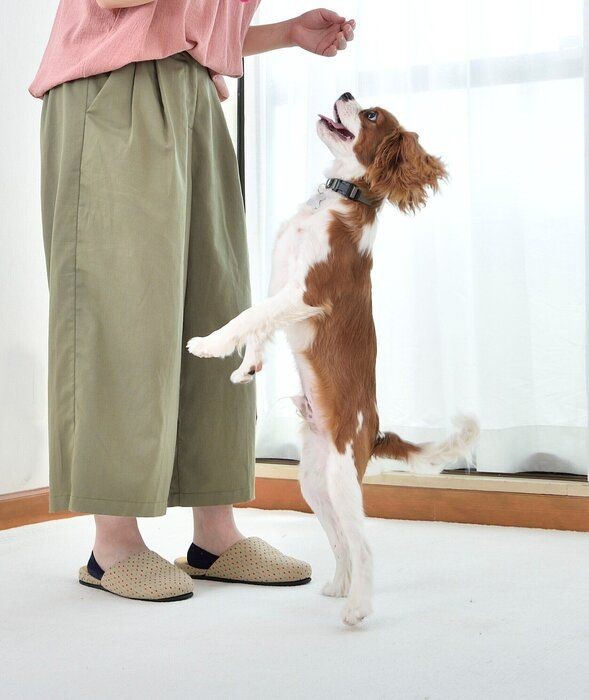 実は皮膚病になりやすかった 犬の足裏をお手入れしよう
