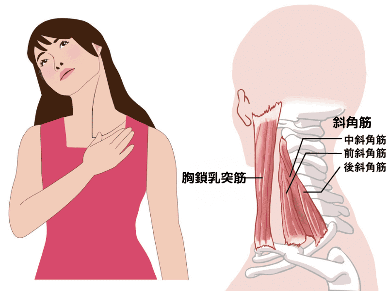 首への負担が寝つきを悪くする 寝つきをよくする寝る前5分の簡単ストレッチ