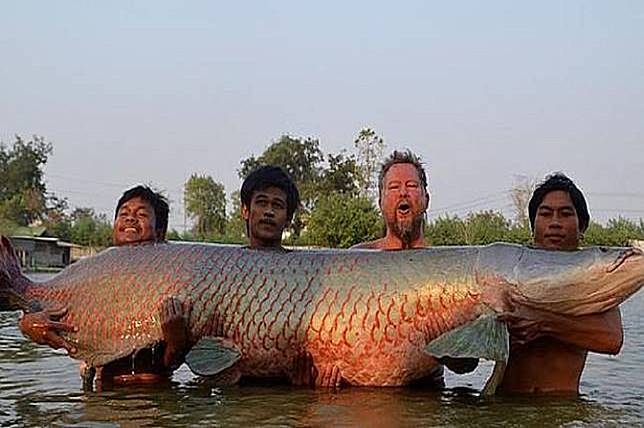 Ikan Air Tawar Terbesar Di Dunia Dipelihara Di Jombang