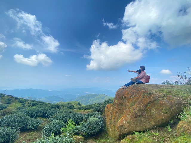 大崙山觀光茶園