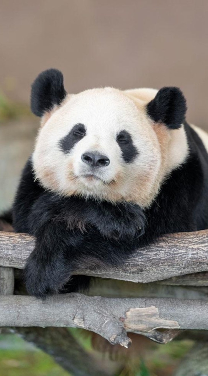 パンダ🐼好き集まれ！！