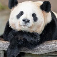 パンダ🐼好き集まれ！！
