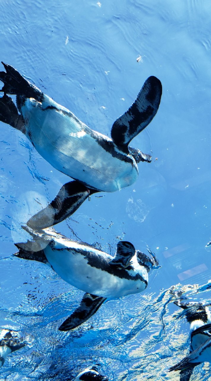 水族館の写真を貼ろうのオープンチャット