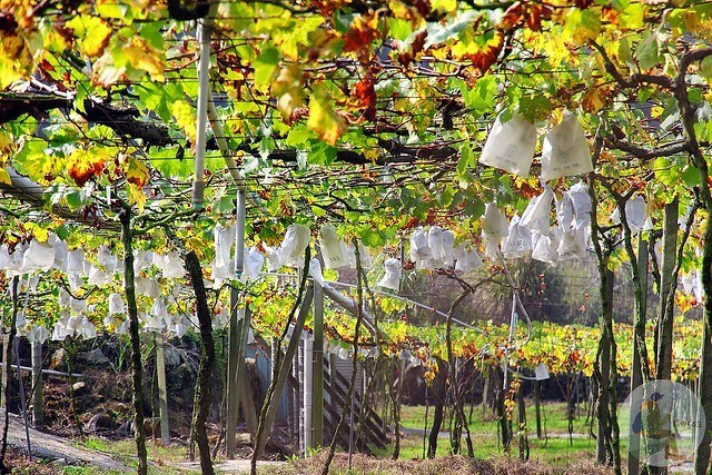 台中新社梅花秘境