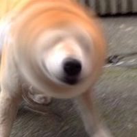 一本釣之你在大聲什麼