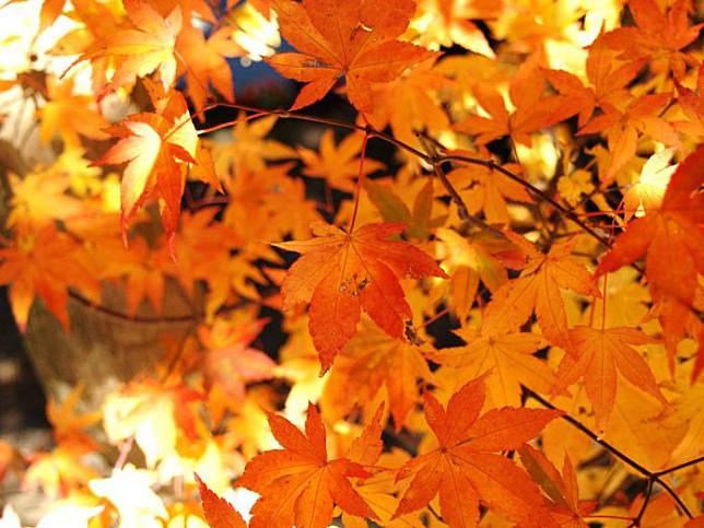 ▲秋日出遊必拍景點-奧萬大紅葉秘境。（圖／FB奧萬大情報站、綠生活提供）