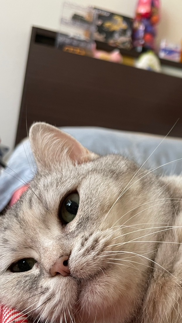 8/1-8/5日本東京連線🇯🇵🐈
