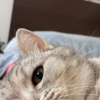 8/1-8/5日本東京連線🇯🇵🐈