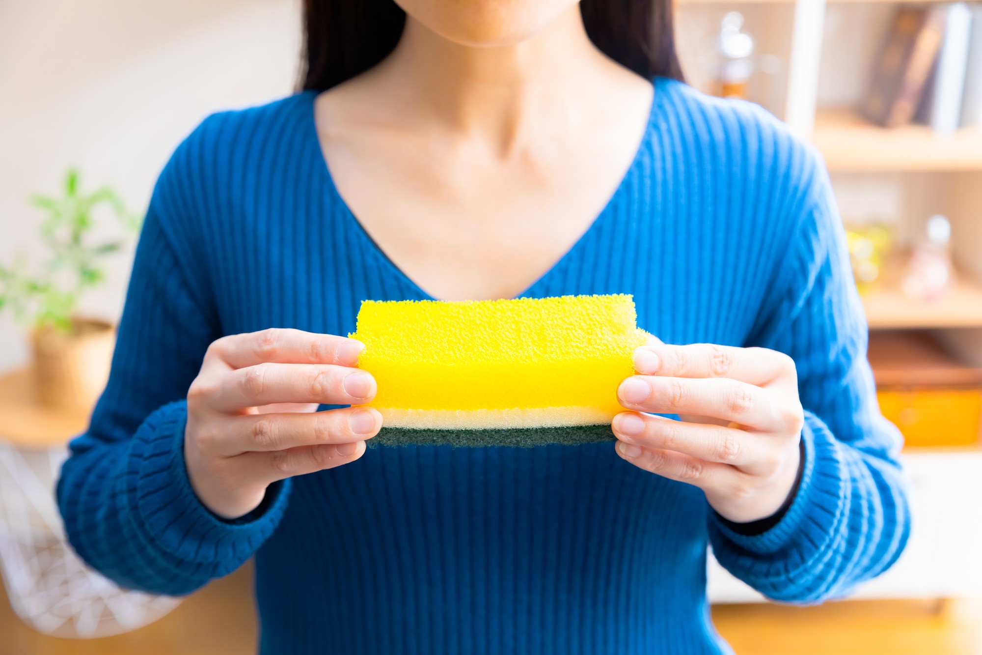 スポンジで野菜が栽培できるって本当