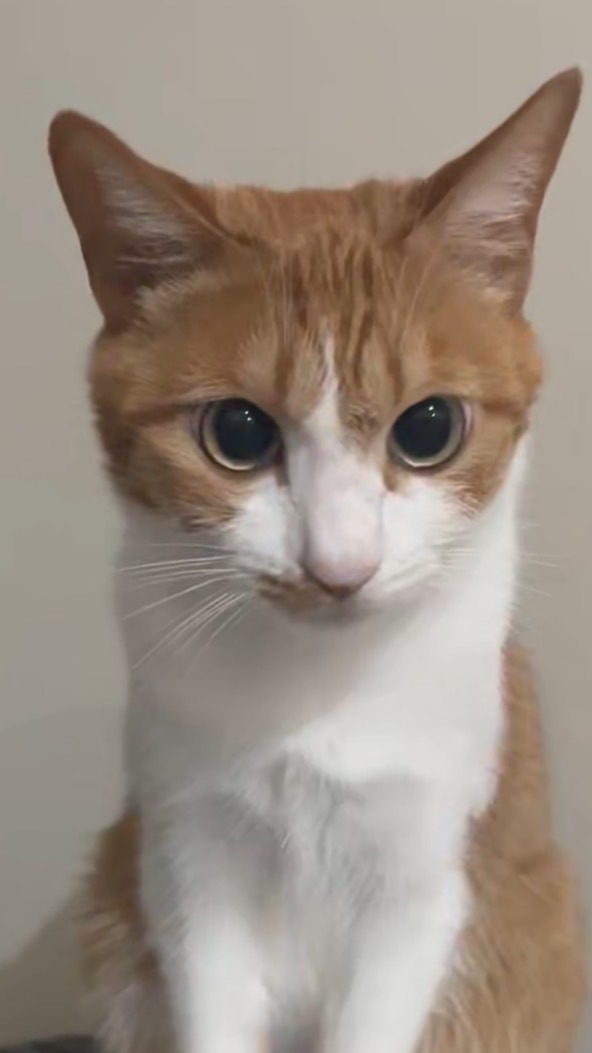 朵樂代購喵～🐈