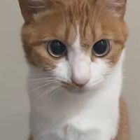 朵樂代購喵～🐈