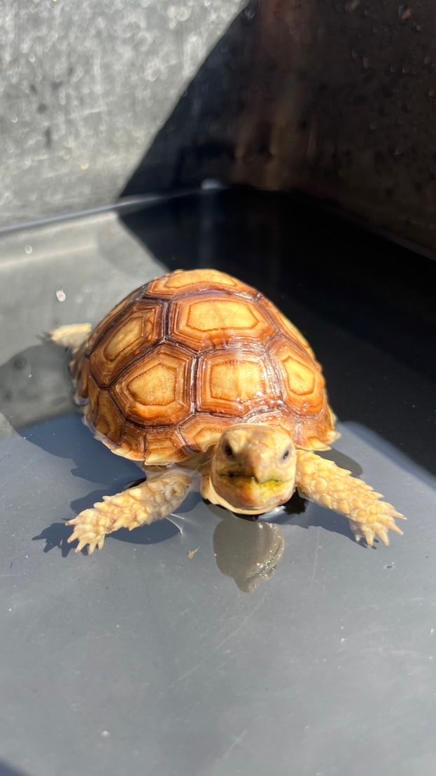 🌤️ทาสเต่าคือเราเอง🐢