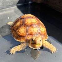 🌤️ทาสเต่าคือเราเอง🐢