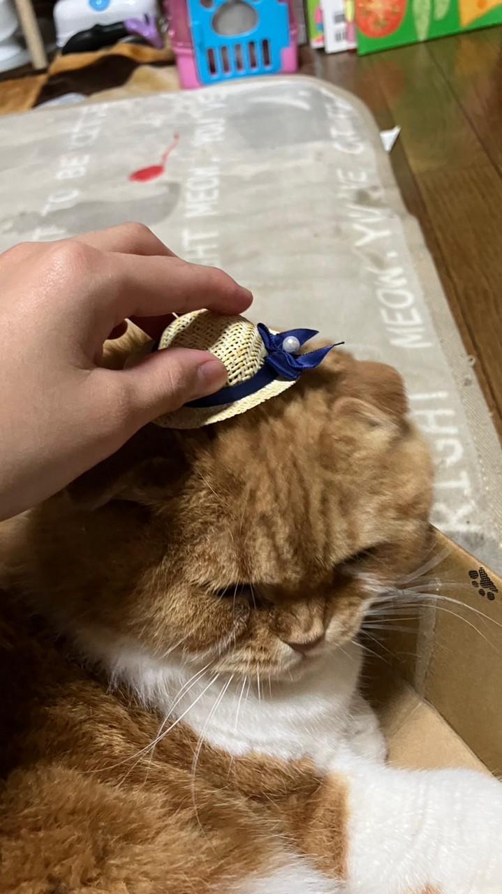 スプランキーごっこ