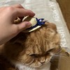 スプランキーごっこ