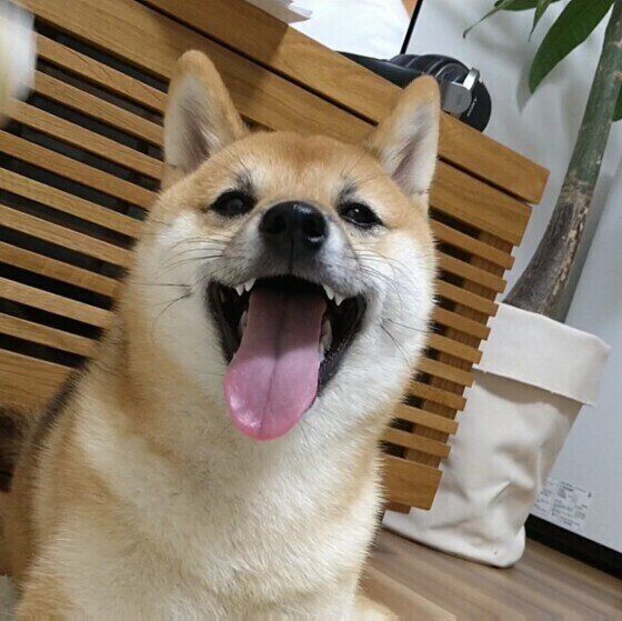 犬が仮病をするって本当 学習能力の高さゆえの行動とは いぬのきもちnews