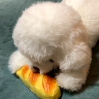ざつだぁぁん！