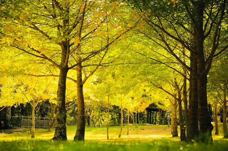 武陵農場中的銀杏林