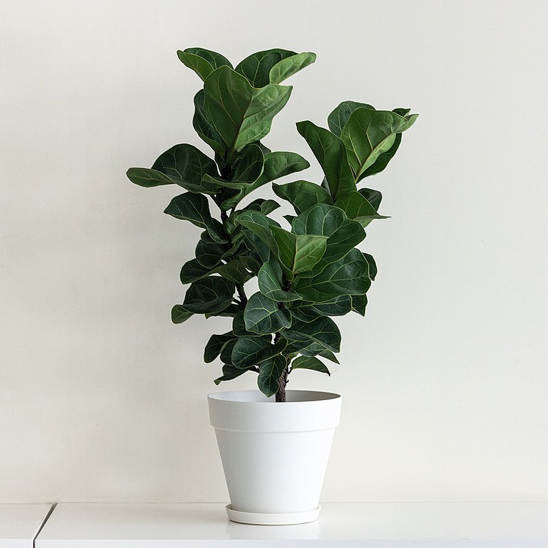 Fiddle 琴葉榕大型室內植栽_荷蘭設計極簡霧面盆