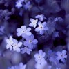 ずっと歌っていてあげるね✧︎50crft特殊ハント