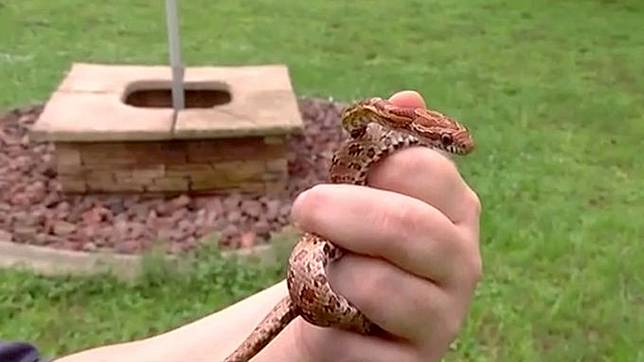 Ya Ampun! Ibu Ini Biarkan Anaknya Digigit Ular saat Bermain, Alasannya Bikin Gagal Paham!