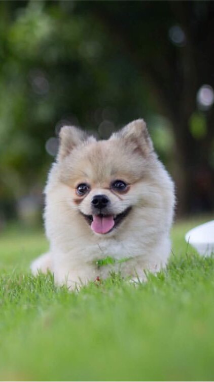 Natty dog.