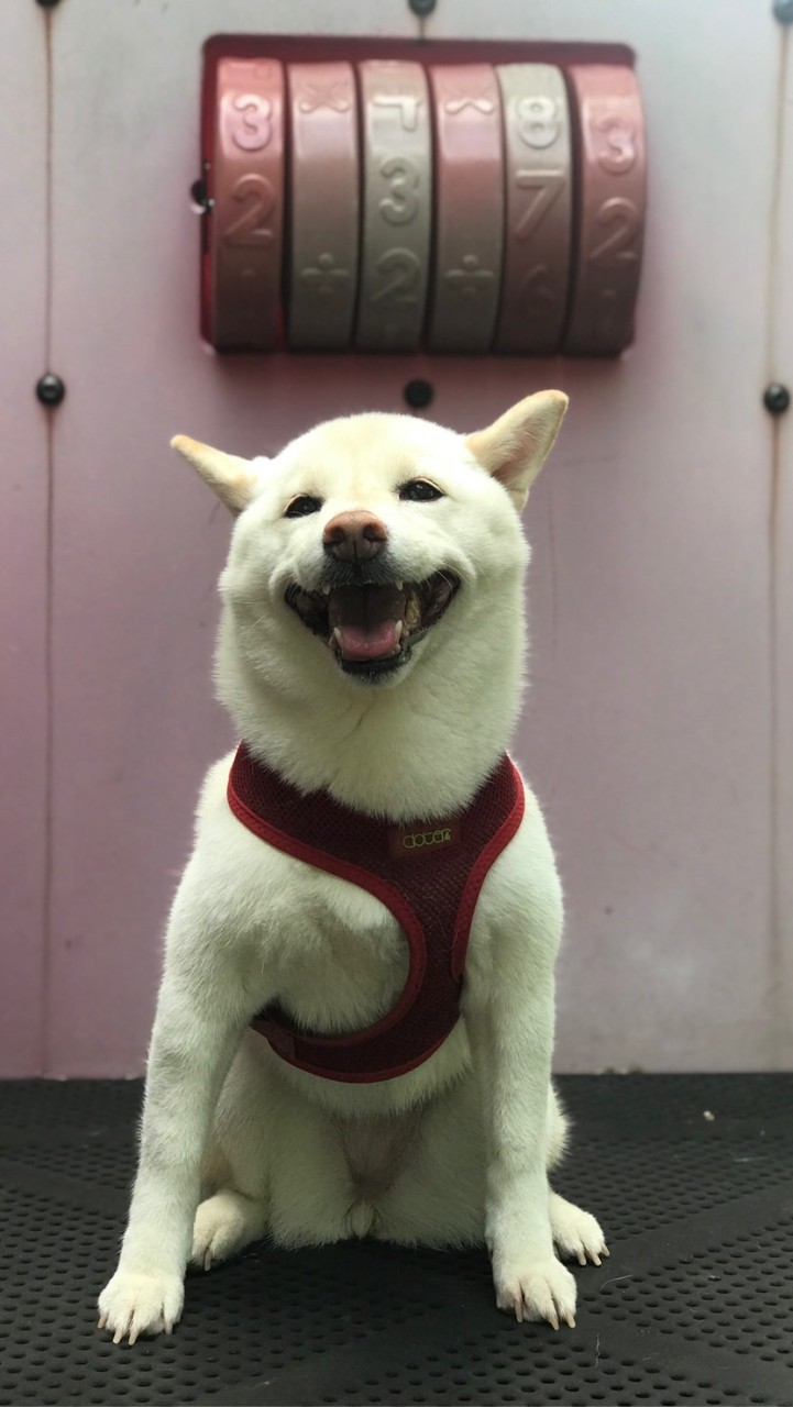 柴犬94雞歪惹人愛