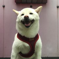 柴犬94雞歪惹人愛
